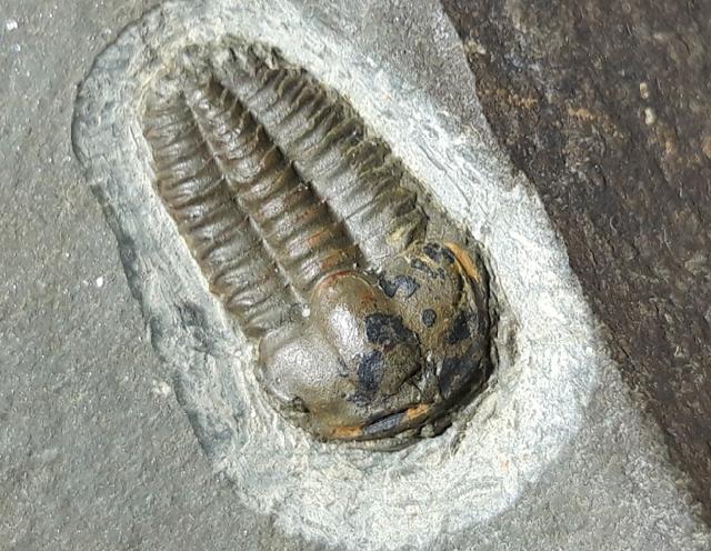 Ellipsocephalus hoffi (SCHLOTHEIM 1823) - Bild © FossNet FossilienStore